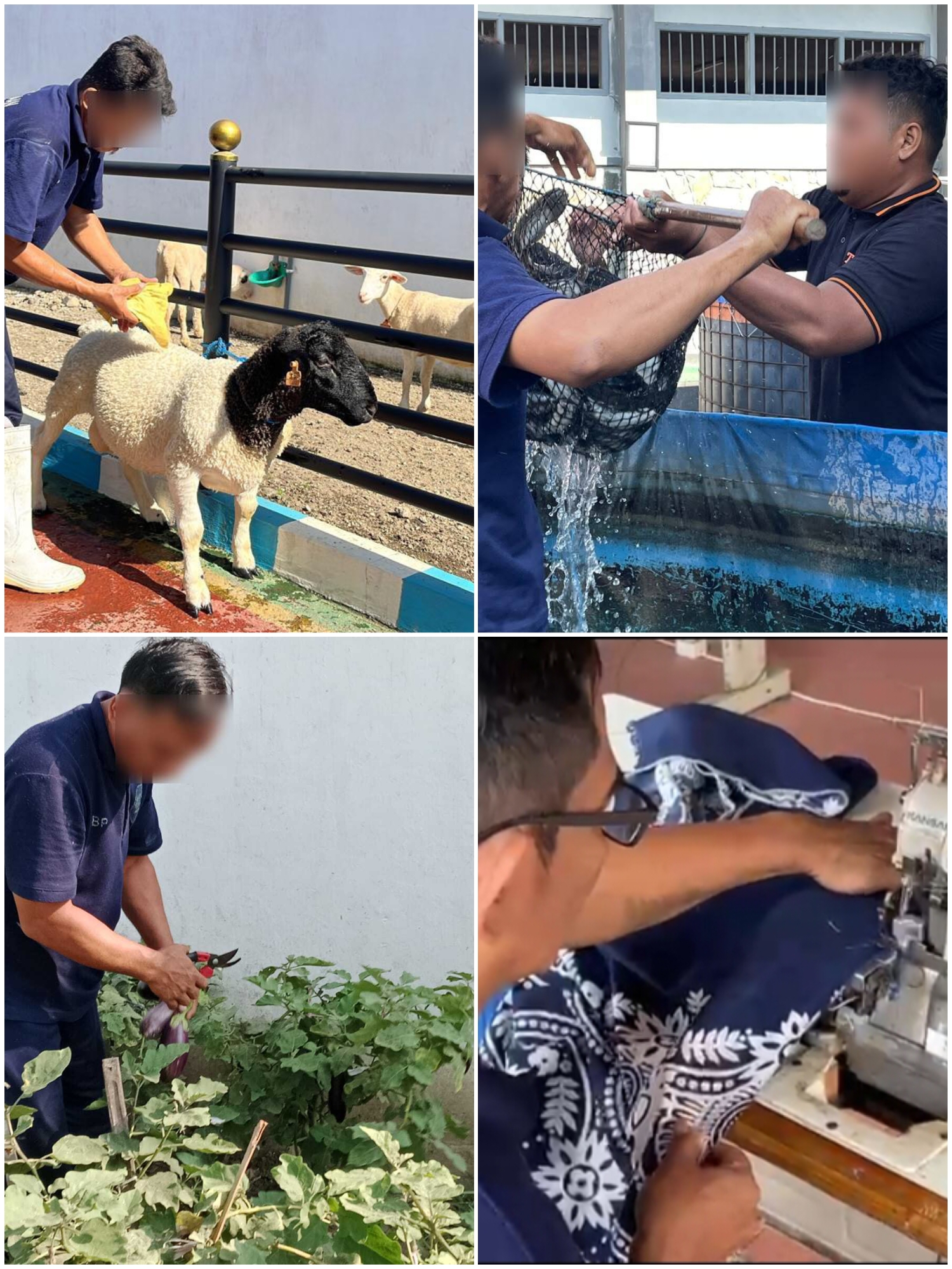 Kegiatan Bimker: peternakan, perikanan, pertanian, dan menjahit